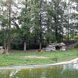 Planckendael - Asia (Asiatic lion)