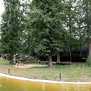 Planckendael - Asia (Asiatic lion)