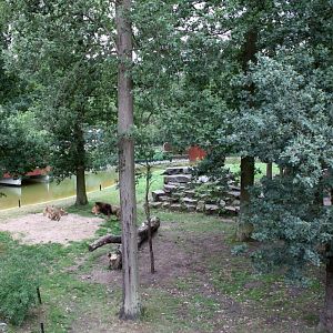 Planckendael - Asia (Asiatic lion)