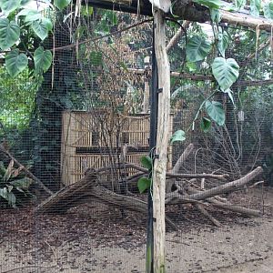 Planckendael - Asian Tropical House (Aviary)