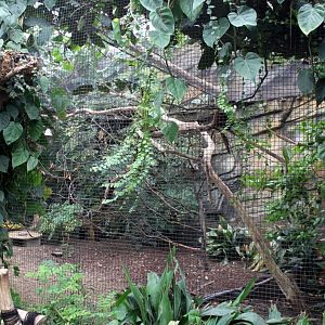Planckendael - Asian Tropical House (Aviary)