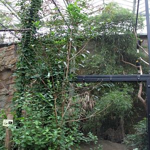 Planckendael - Asian Tropical House (Hornbill aviary)