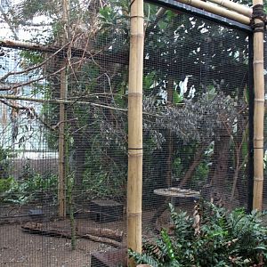 Planckendael - Asian Tropical House (Aviary)