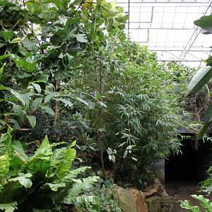 Planckendael - Asian Tropical House