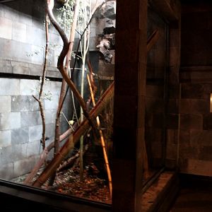 Planckendael - Asian Tropical House (Black rat)