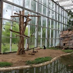 Planckendael - Asian Tropical House (Gibbon Island)