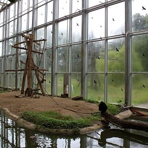 Planckendael - Asian Tropical House (Gibbon Island)