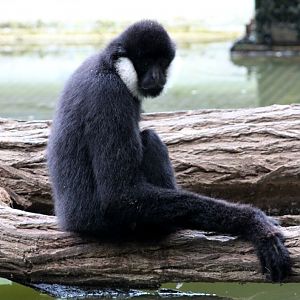 Planckendael - Asian Tropical House (Gibbon)