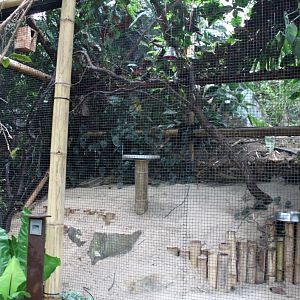 Planckendael - Asian Tropical House (Aviary)