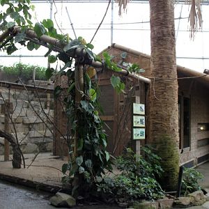 Planckendael - Asian Tropical House (Village)
