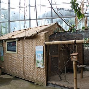 Planckendael - Asian Tropical House (Village)
