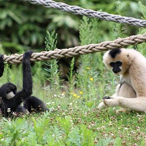 Planckendael - Asia (Gibbons)