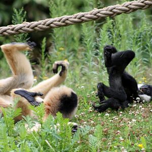 Planckendael - Asia (Gibbons)