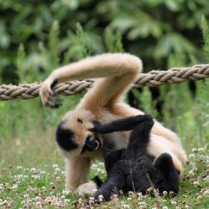 Planckendael - Asia (Gibbons)