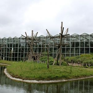 Planckendael - Asia (Gibbon Island)