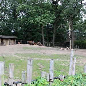 Planckendael - Asia (Wisent enclosure)