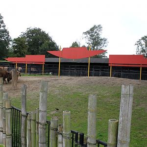 Planckendael - Asia (Wisent/wild horse enclosures)