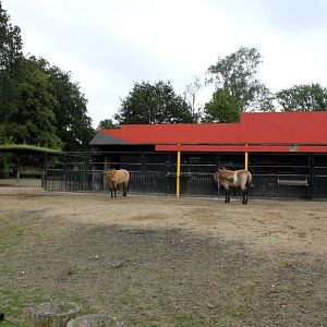 Planckendael - Asia (Wild horse enclosure)