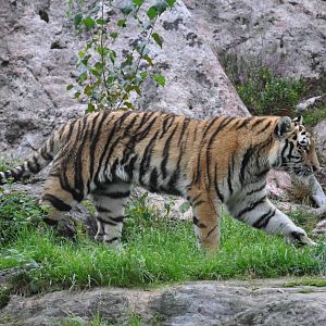 Siberian tiger in Kolmården
