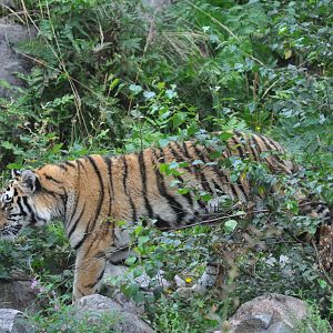 Siberian tiger in Kolmården