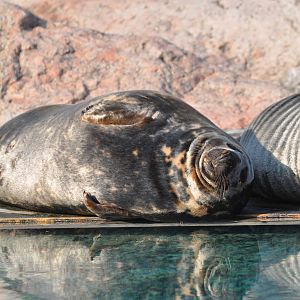 Seal in evening sun