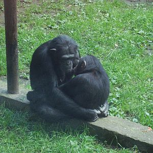 Chimpanzee