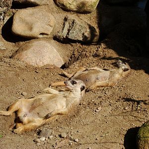 Meerkats