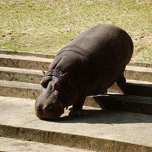 Hippopotamus