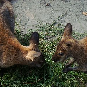 Red-necked Wallaby