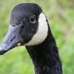 Canada Goose