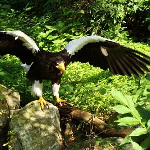Steller's Sea Eagle