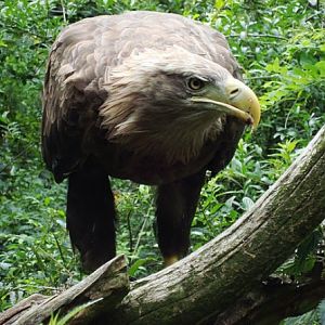 White-tailed Eagle