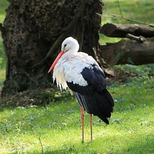 White Stork