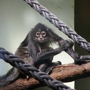 Yucatan Spider Monkey