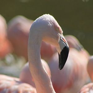 Phoenicopterus chilensis