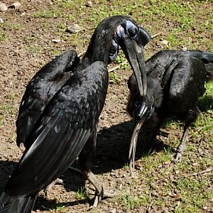 Abyssinian Ground Hornbill