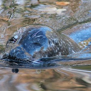 Harbor seal
