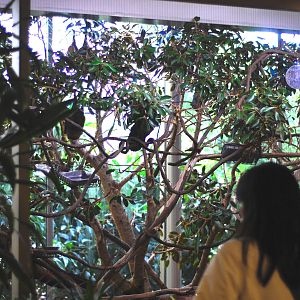 12/15/11 - Bats Indoor