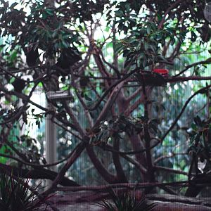 12/15/11 - Bats Indoor