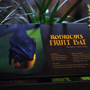 12/15/11 - Bats Signage