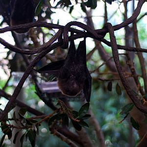 12/15/11 - Bats, Rodriguez Fruit