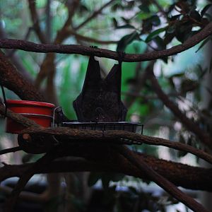 12/15/11 - Bats, Rodriguez Fruit