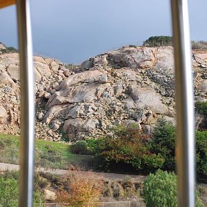 12/15/11 - Bharal sighting?