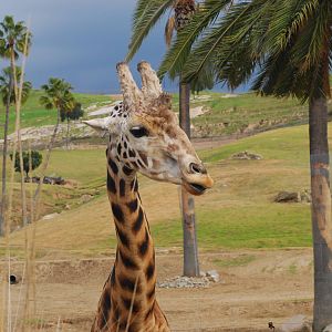 12/15/11 - Rothchild's Giraffe