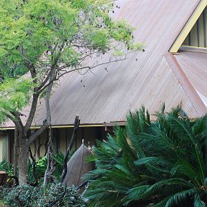 12/15/11 - Bats Outdoor