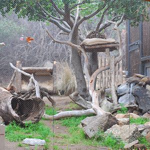 12/15/11 - Ocelot in Condor Ridge