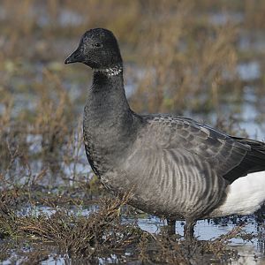 Russian Brent Goose