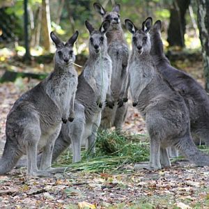 Eastern Grey Kangaroo