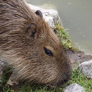 Capybara