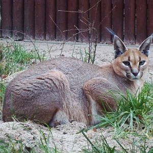 Caracal